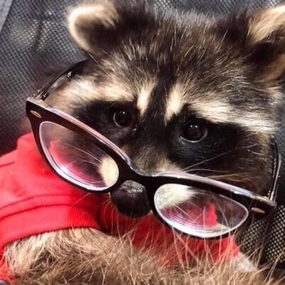 The Raccoon Pope :ubm:'s avatar